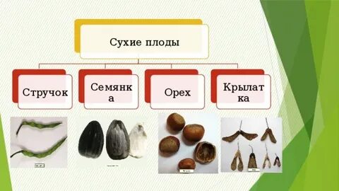Простые сухие плоды