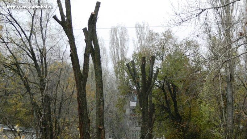 Пьющие деревья. Опиловка деревьев саратов. деревья варварская опиловка волгоград. деревья саратовского края. обрезанные деревья саратов.