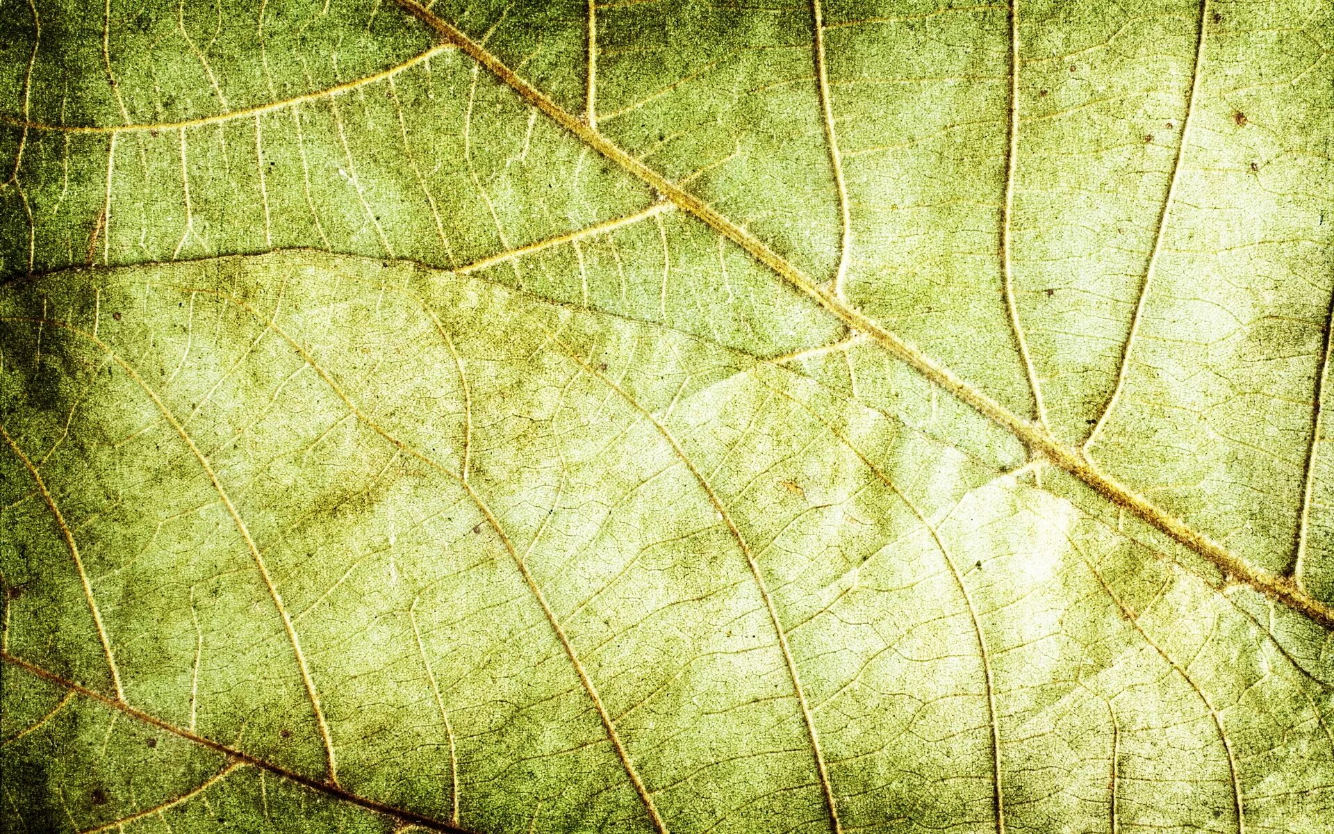 Background texture