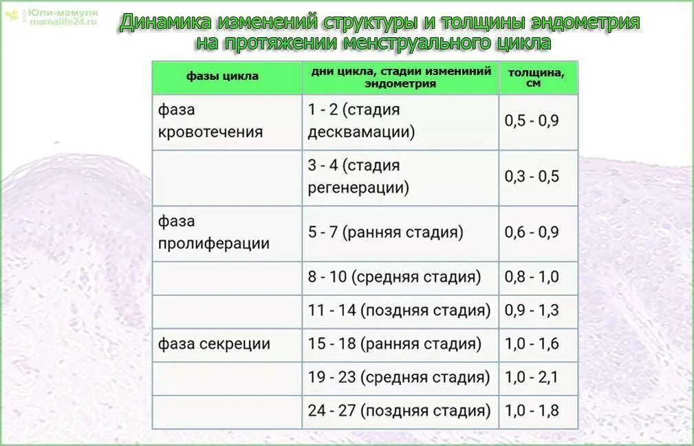 Эндометрий 6 5