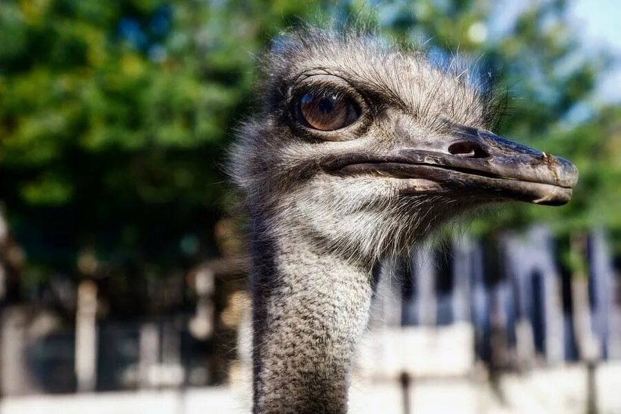 Страусиная ферма Подмосковье. Африканский страус фото. Южный страус.