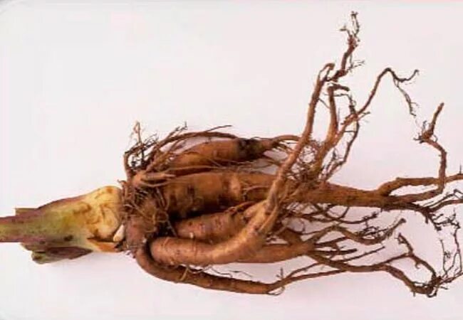 Корневища фс