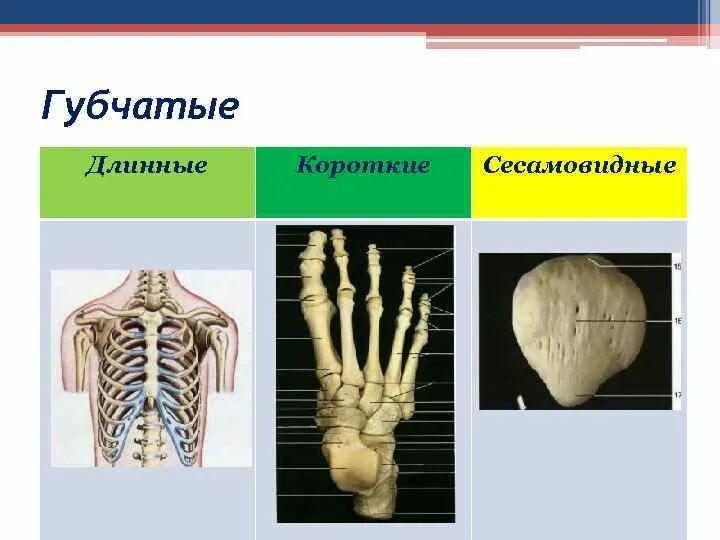 Удлиненная кость. Губчатые кости длинные и короткие. Губчатые сесамовидные. Короткие губчатые кости. Губчатые кости сесамовидные.