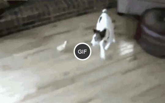 Прикольные gif. Гифки приколы. Кот бегает по квартире. Кот бегает туда сюда.