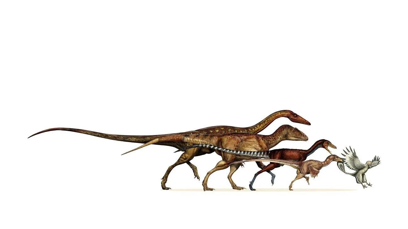 Ближайший родственник динозавра. Велоцераптор Эволюция. Велоцираптор Доисторическая Планета. Эволюция тираннозавра. Курица предок тиранозавра.