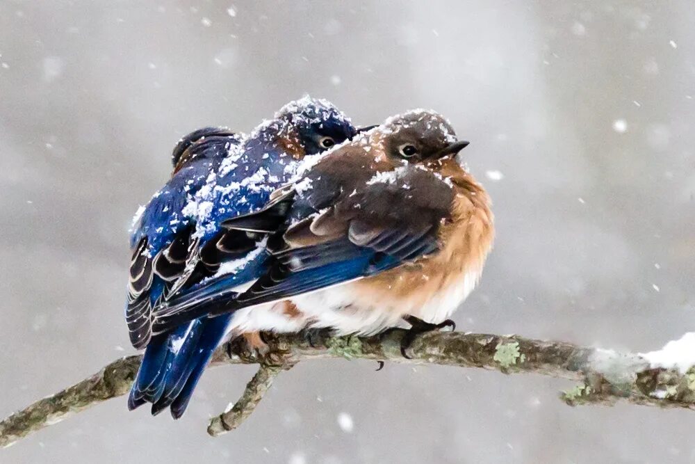 При низких температурах воздуха птицы распушают. Зимние птицы. Птички на снегу. Сон птиц. Птицы под снегом.