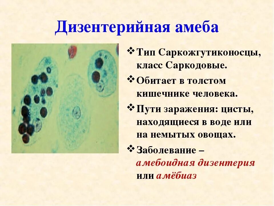 Заболевание человека вызываемые простейшими