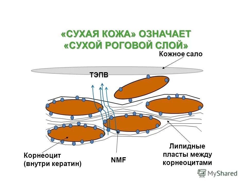 водно-липидный барьер кожи.