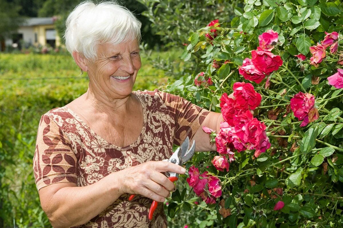 Домашнее хозяйство пенсионерки. Бабушка в саду с цветами. Бабушка сажает цветы. В саду у бабушки. Бабушка в клумбе.