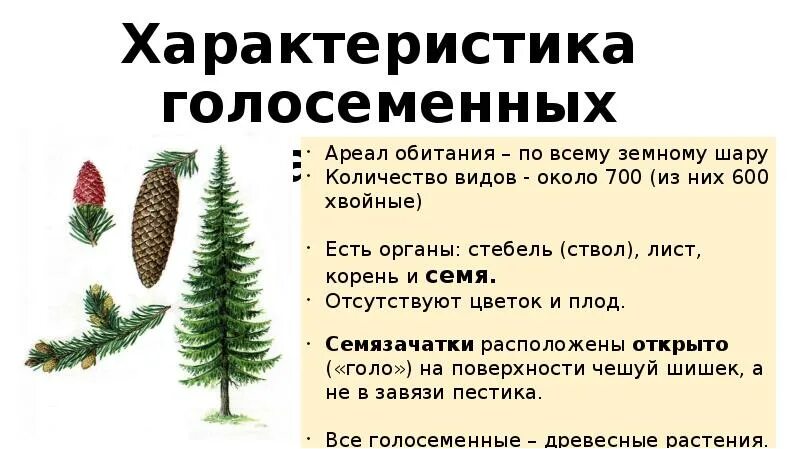 Какое число хвойных. Отдел Голосеменные общая характеристика биология 6 класс. Общая характеристика голосеменных растений 6 класс биология. Отдел Голосеменные таблица 7 класс биология. Голосеменные растения характеристика таблица.