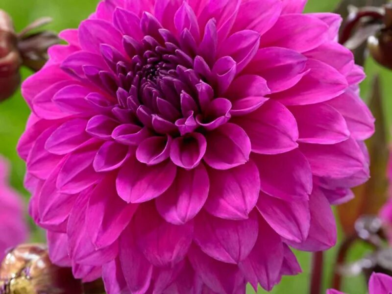 Купить корни георгин. Dahlia (георгин).