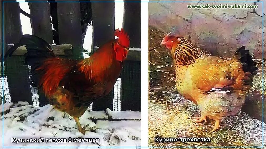 КУЧИНСКАЯ -ЮБИЛЕЙНАЯ - купить в Афипском, цена 40 руб., продано 9 июня 2019 - С/