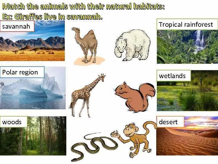 Natural Habitat. Animal Habitats. Habitats of Wild animals. Animals and their Habitats.