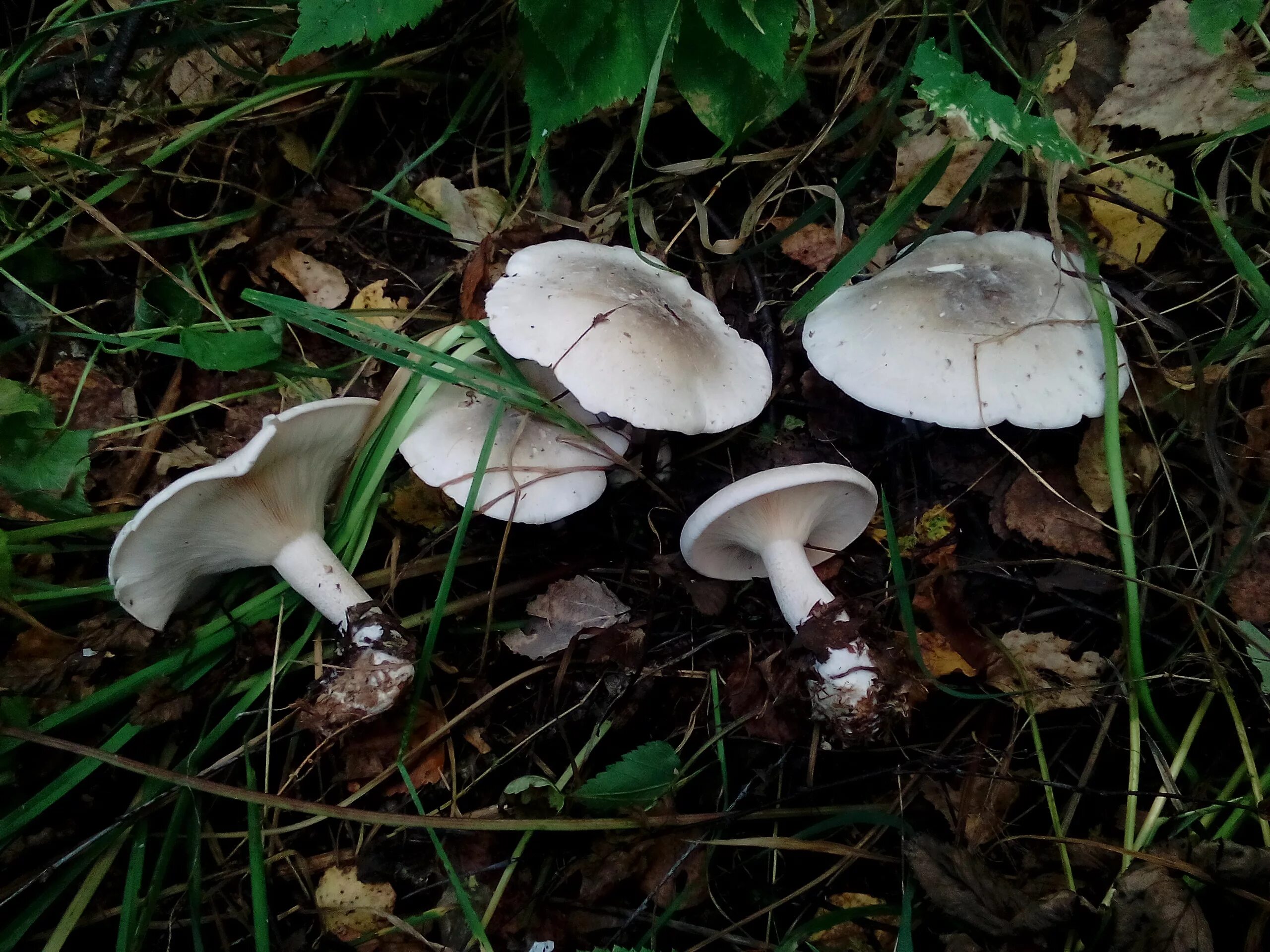 гриб растущий в березовых лесах. грибы в березовых лесопосадках. съедобные грибы в лесу. гриб растущий в березовых лесах. гриба подберёзовика и берёзы.