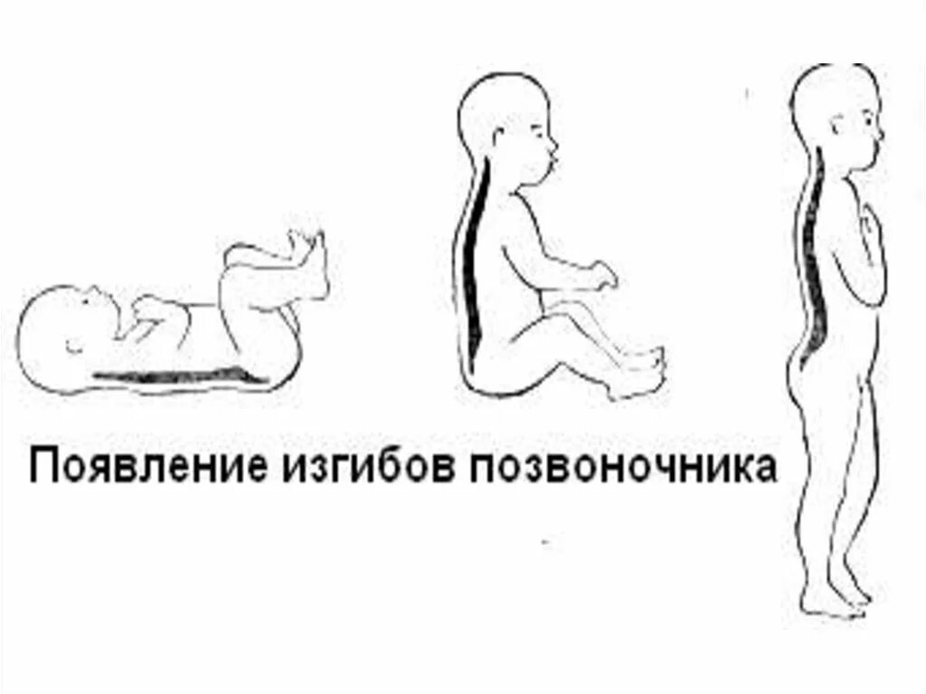 Изгибы позвоночника у детей. Появление изгибов позвоночника. Появление изгибов позвоночника у детей. Изгибы позвоночника у новорожденного. Когда появляются изгибы позвоночника у ребенка.