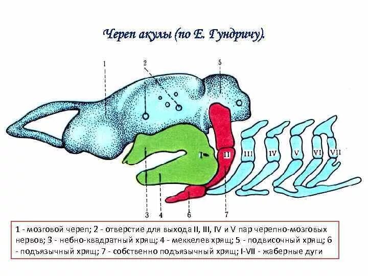 Череп акулы строение. Висцеральный череп акулы. Висцеральные жаберные дуги. Жаберные дуги анатомия.