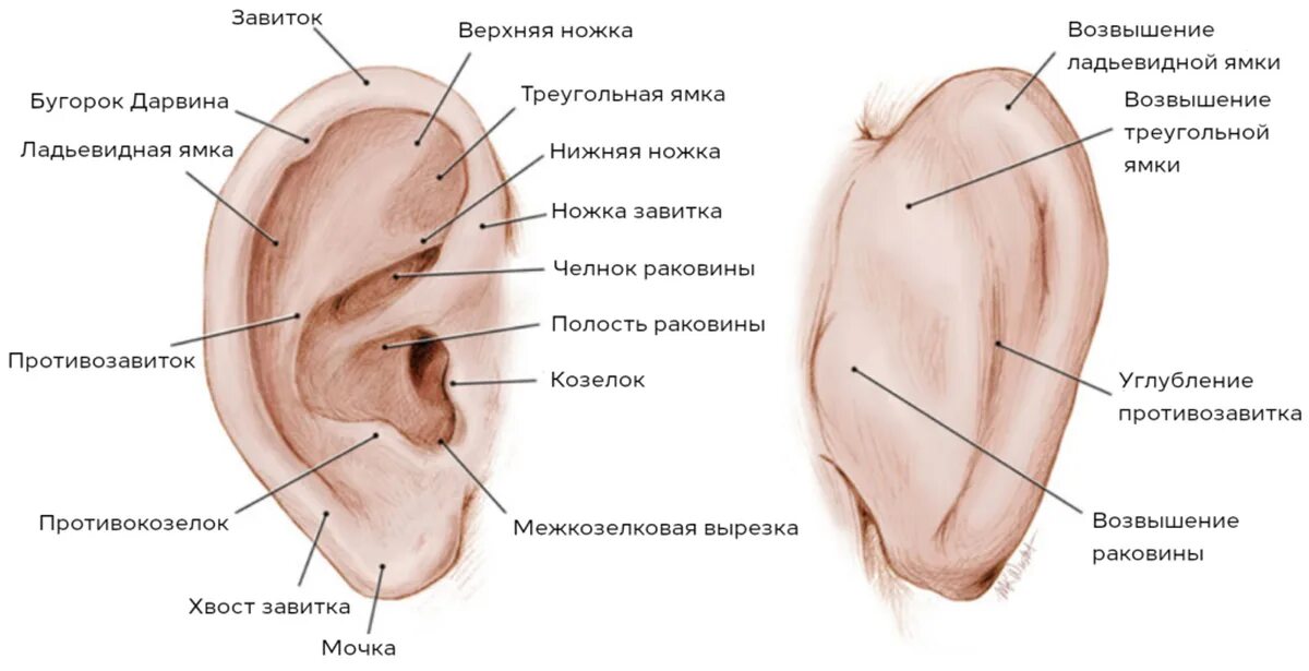 Строение наружного уха анатомия латынь. Наружное ухо анатомия латынь. Строение ушной раковины анатомия. Строение наружного уха хрящ.