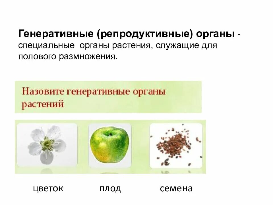 Генеративная культура