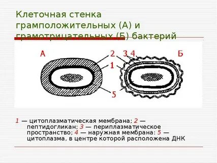 Особенности строения клеточной стенки бактерий
