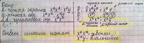 От черепаховой кошки родилось