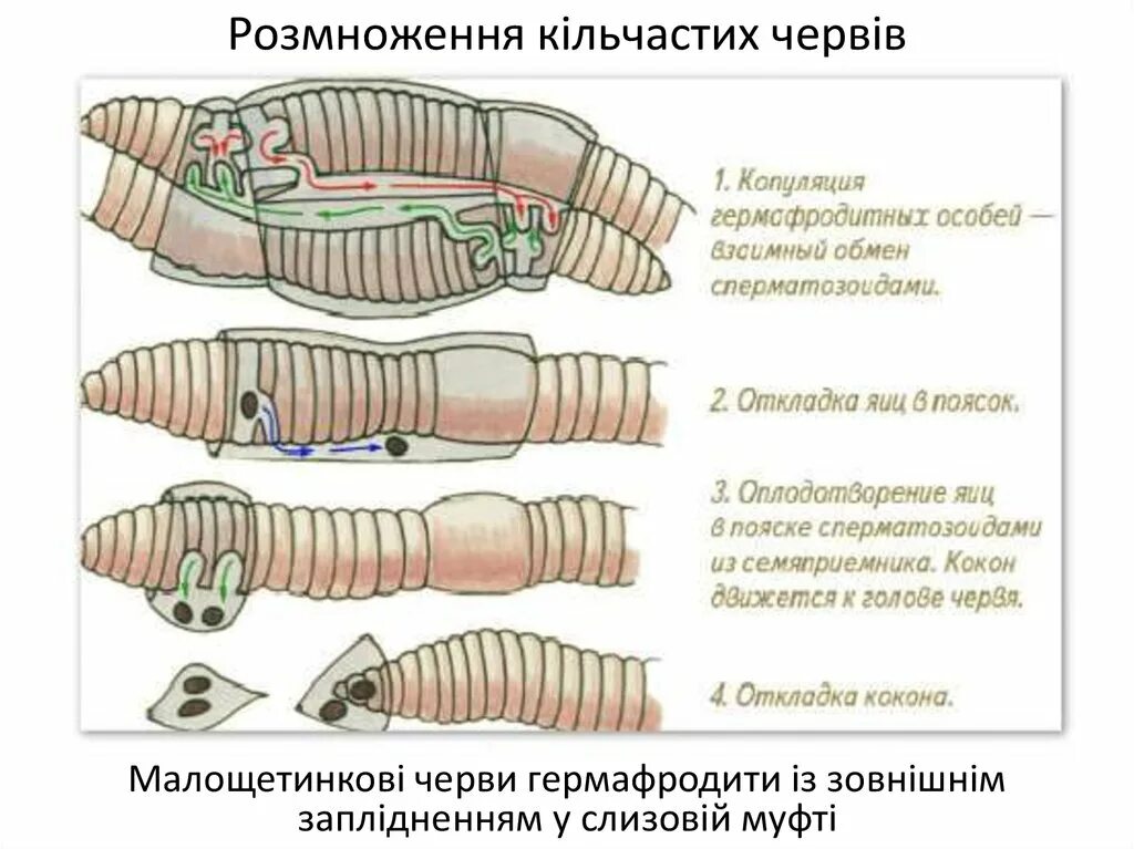 Кольчатые черви половая. Гермафродитизм дождевого червя. Тип кольчатые черви Annelida. Регенерация дождевого червя. Половая система кольчатых червей.
