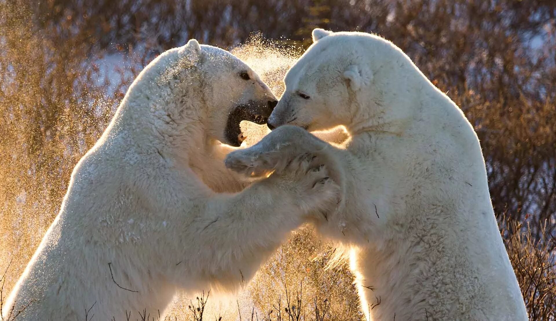 Белый медведь. Белый медведь самец. Белый медведь с медвежатами. Медведи спариваются. Спаривание белое