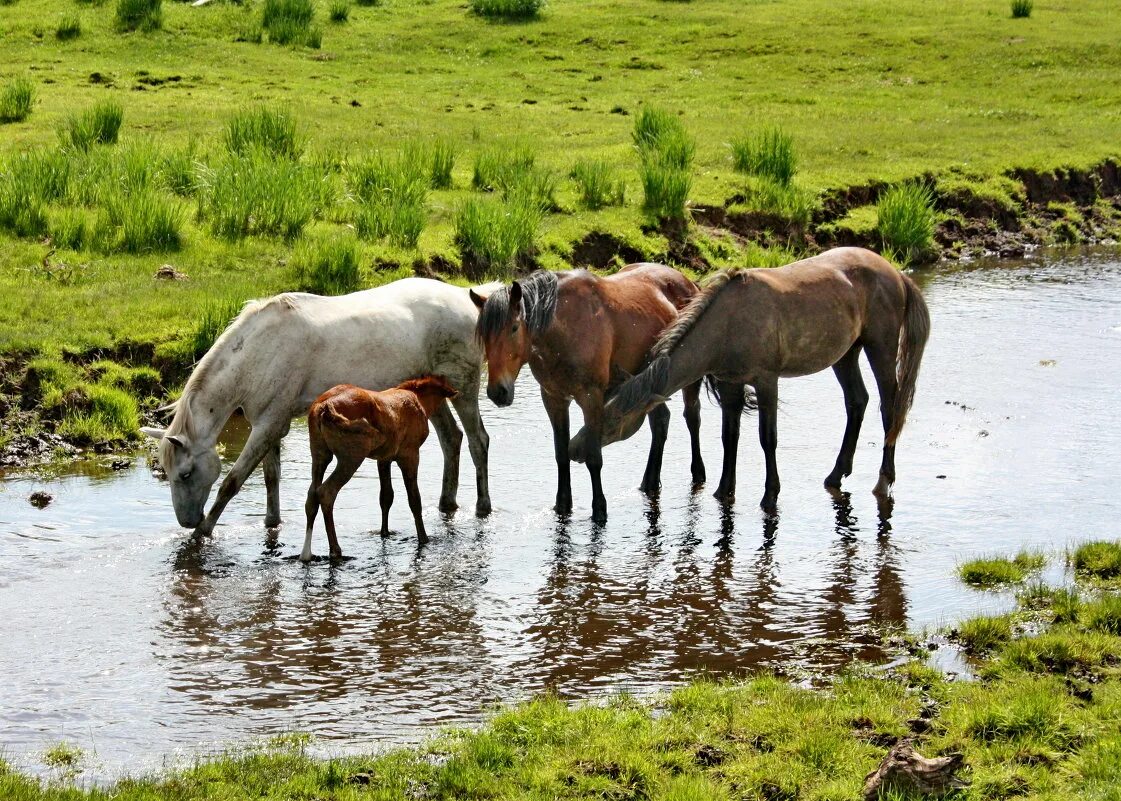 пришедших на водопой. лошадь в реке. африканская саванна водопой. донской табун на водопое у дона. на водопое.