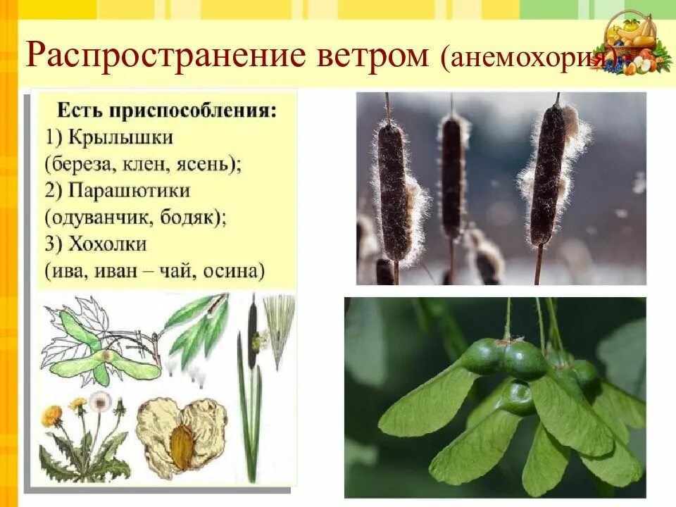 Распространяется ветром в семени содержится. Ветром распространяются семена. распространение плодов анемохория. анемохория приспособления. распространение семян ветром.