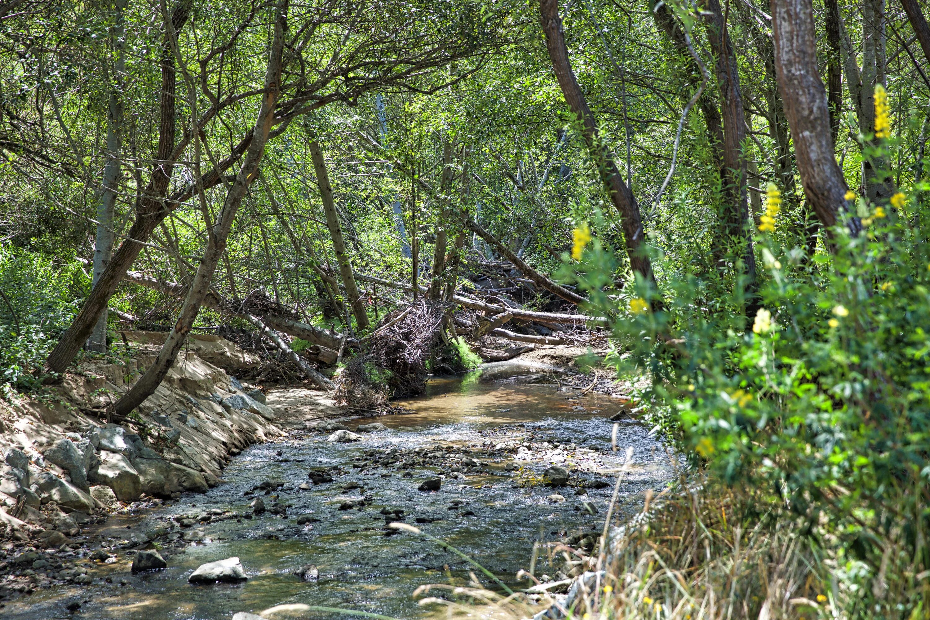 Бутаное. Реки Калифорнии. Creek Wikipedia. Пескадеро Калифорния. Butano State Park.