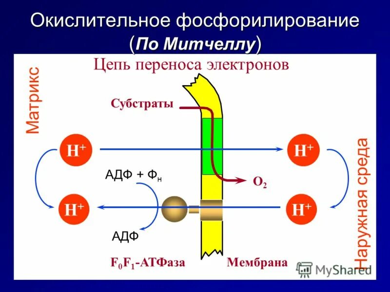 Окислительное фосфорилирование транспорт электронов