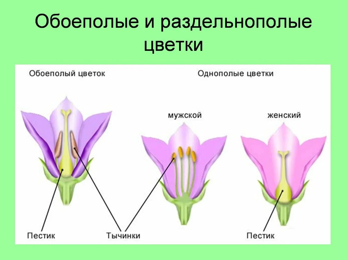 Однодольные тычинки