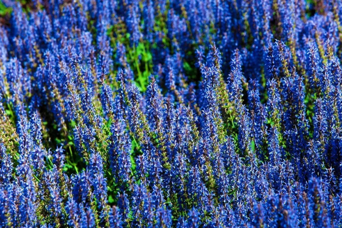 Трава с голубыми цветами 7 букв сканворд. Сальвия Blue field. Голубые цветы. Мелкие синие цветы.