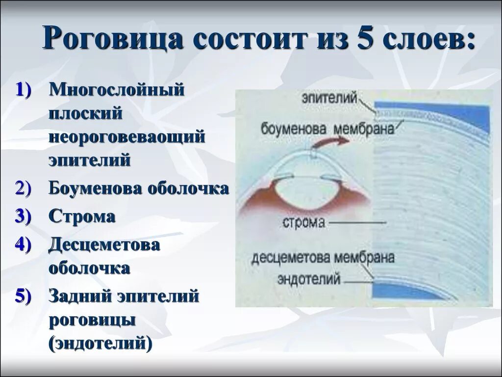Под оболочкой называется