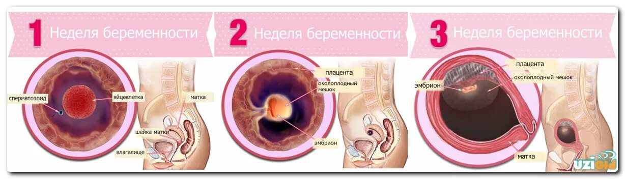 2 неделя беременности что делать