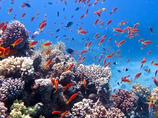 Reef обзор