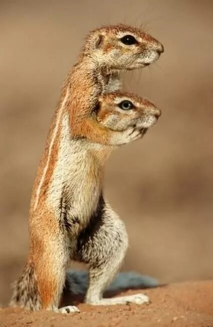 Двухголовый варан. Черепаха сухопутная двухголовая. Двуглавые животные. Бородатая агама спаривание. Двуглавые животные.