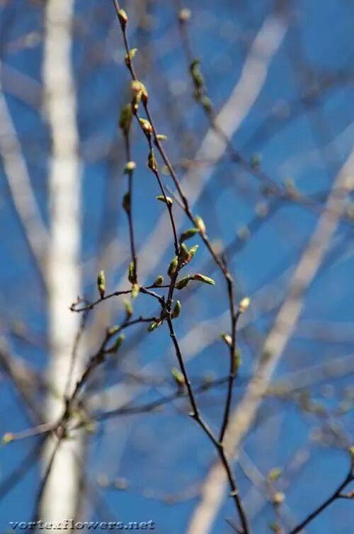 Почки на березе весной. Почки березы. Набухшие почки березы. Черемуха распускание почек. Набухшие березовые почки.