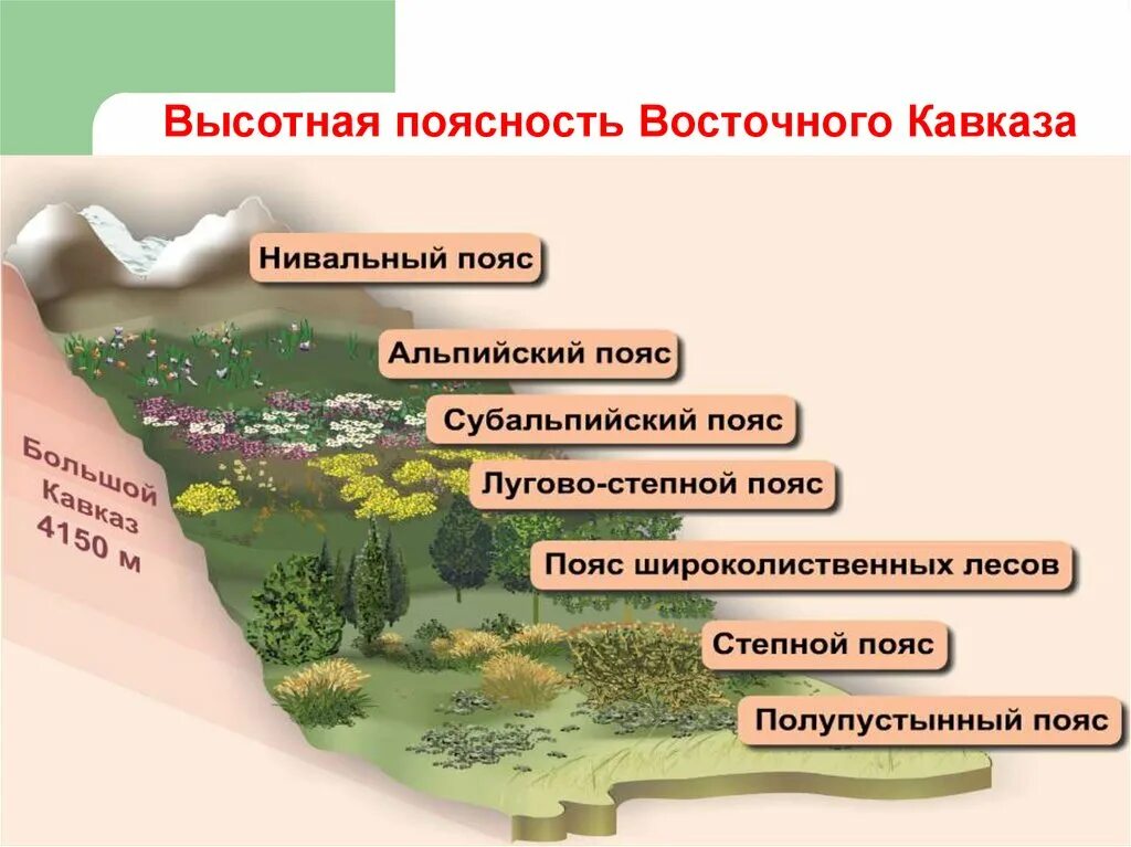 Растения высокой поясности. Высотная поясность Кавказа. Области ВЫСОТНОЙ поясности. Область высокой поясности растения.