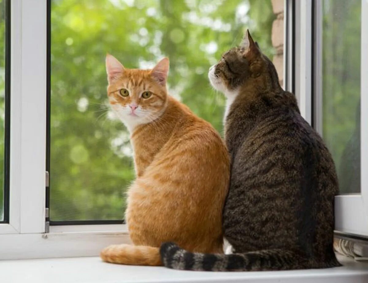 без кота и жизнь не та. картина кошка на окне. около кошки сижу. сидячая кошка. около кошки сижу.