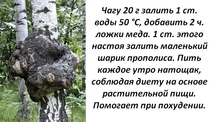 Чага противопоказания и побочные. Целебное свойство гриба чага. Св-ва берёзового гриба чага. ,Чага чага Березовая.