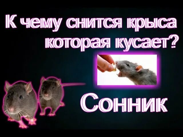 Снится много мышей к чему женщине. К чему снятся крысы. К чему снится снятся крысы. Сонник-толкование снов к чему снится крыса.