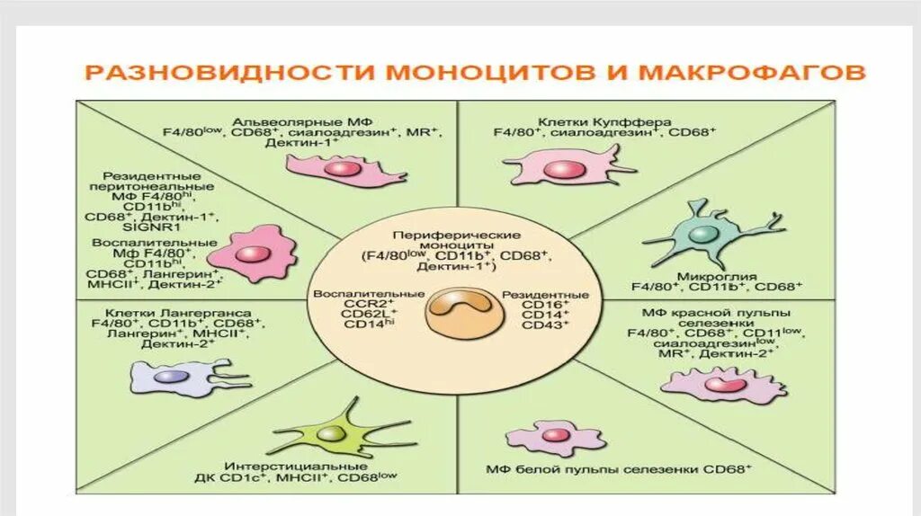 Система макрофагов. Тканевые макрофаги резидентные. Разновидности тканевых макрофагов. Типы макрофагов. Макрофаги виды и функции.