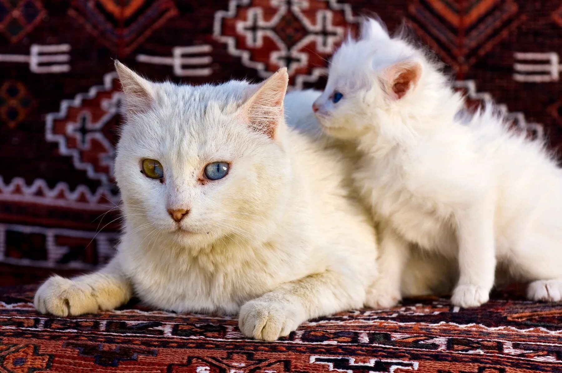 Купить турецкого котенка. Ангорская кошка. Турецкая ангора Ван. Турецкая ангора кошка. Турецкий Ван кошка.