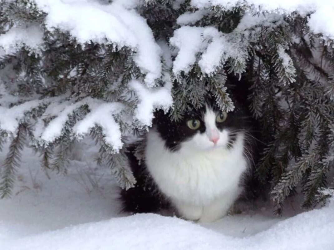 Аляскинский снежный кот. Кошки зимой. Красивые коты зимой. Кот в зимнем лесу.