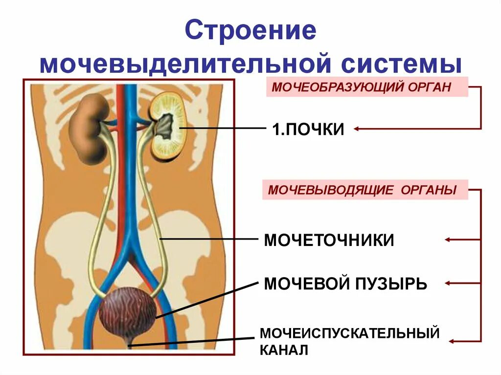 Выделительная система строение почки. Органы мочевыделения почки мочеточники мочевой пузырь. Система органов выделительная органы почки мочевой пузырь функция. Схема строения мочевыделительной системы человека. Органы выделения мочи человека