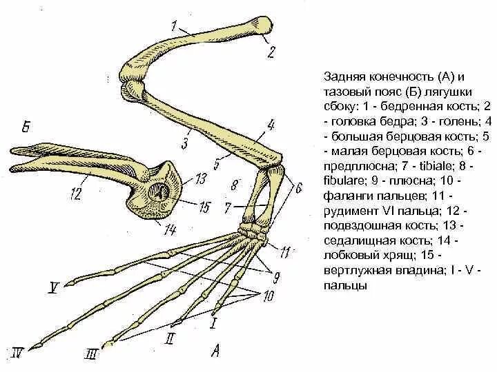 Скелет передних конечностей лягушки. Задняя конечность и тазовый пояс лягушки сбоку. Пояс задних конечностей лягушки. Скелет лягушки пояс задних конечностей. Строение задней конечности лягушки.