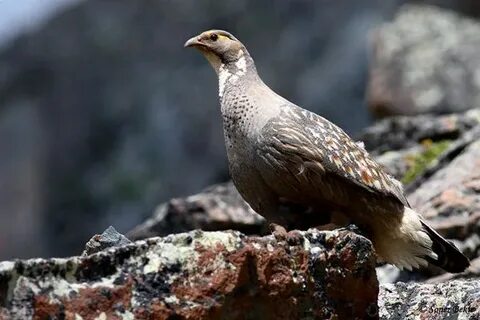 Qisqa qiz porno bilan jinsiy aloqa tomosha qiling