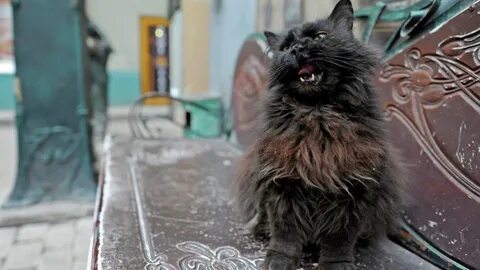 Котик в москве