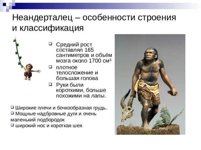 Особенности строения неандертальца