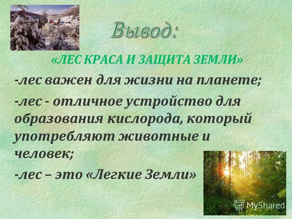 сохранение леса презентация. экологическое значение леса. презентация на тему лес. почему важны леса. сообщение на тему леса.